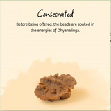 Dwimukhi Rudraksha 2 faced Beads