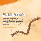 Panchamukhi Rudraksha - 5mm