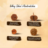 Panchamukhi Rudraksha - 5mm