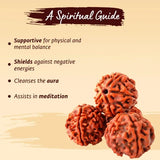 Adiyogi Rudraksha with Copper Chain
