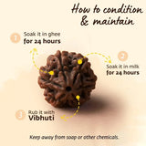 Adiyogi Rudraksha with Copper Chain
