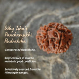 Adiyogi Rudraksha with Copper Chain